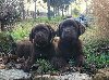 Labrador retriver čokoladni štenci na prodaju potreba Kućni ljubimci