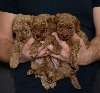 Patuljasta Pudla štenci ponuda Kućni ljubimci