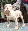 AMERICKI BULLI ponuda Kućni ljubimci
