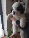 Stenci BERNARDINACA   sa papirima potreba Kućni ljubimci