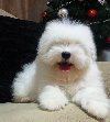 Coton de Tulear (Tulearski pas) štenci potreba Kućni ljubimci
