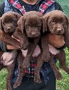 Na prodaju, čokoladni labradori potreba Kućni ljubimci