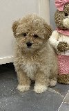 Maltipoo vrhunske genetike na prodaju potreba Kućni ljubimci