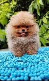 Pomeranac BOO potreba Kućni ljubimci