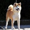 Akita Inu, ženka Aiko na poklon ponuda Kućni ljubimci