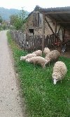Selo potreba Bračne ponude