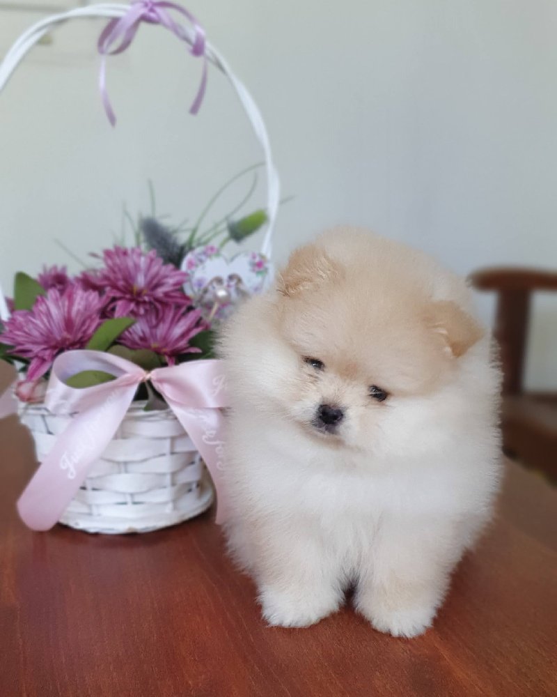 Preslatki BOO Pomeranci Slika 