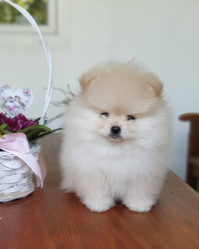 Preslatki BOO Pomeranci Slika 
