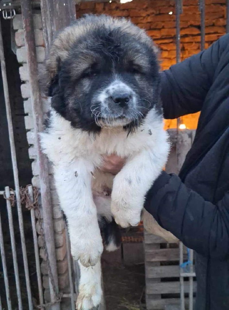 KAVKASKI ovčar štenci na prodaju Slika 