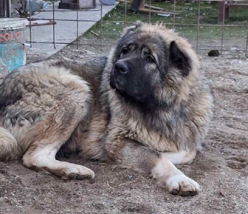 KAVKASKI ovčar štenci na prodaju Slika 