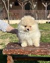 Medeni BOO Pomeranci ponuda Kućni ljubimci