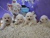 Samojed potreba Kućni ljubimci