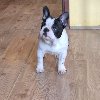 Francuski Buldog PRELEPI štenci potreba Kućni ljubimci Francuski Buldog PRELEPI štenci potreba Kućni ljubimci