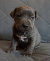 Pitbull štenci ponuda Kućni ljubimci