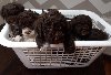 Stenci Lagotto potreba Kućni ljubimci