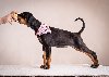 Doberman stenci ponuda Kućni ljubimci