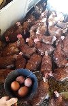 Koke Nosilje ponuda Poljoprivreda
