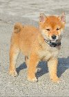 Shiba inu stenci ponuda Kućni ljubimci