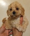 MALTIPOO   stenad ponuda Kućni ljubimci