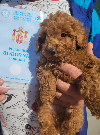 Toy Pudla štenci potreba Kućni ljubimci
