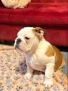 Engleski BULDOG zenkica potreba Kućni ljubimci