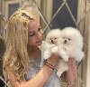 Prelijepo štene pomeranca. ponuda Kućni ljubimci