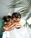 Adorable Teacup Yorkie ponuda Kućni ljubimci