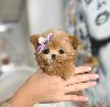 Prelepo Teacup Maltipoo Štene potreba Kućni ljubimci