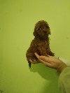 Crvena toy pudla ponuda Kućni ljubimci