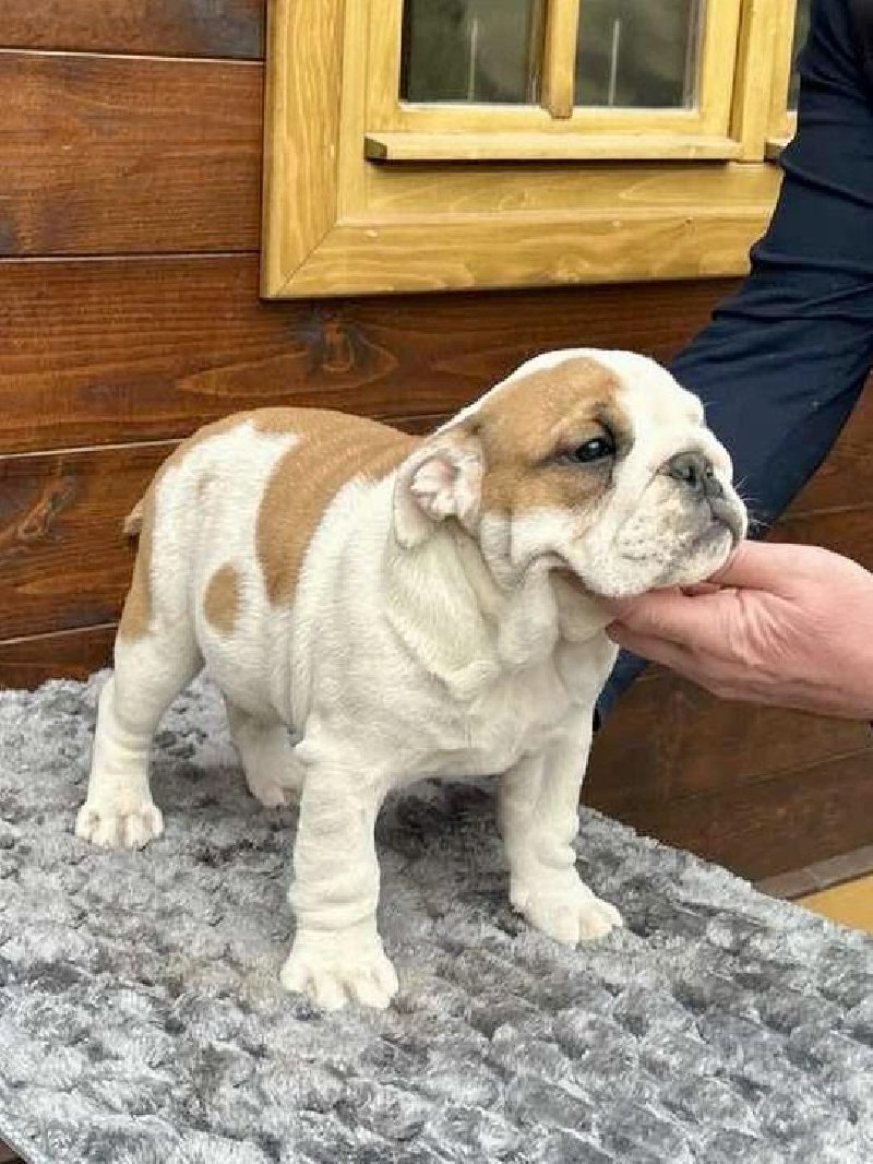 Engleski buldog Slika 