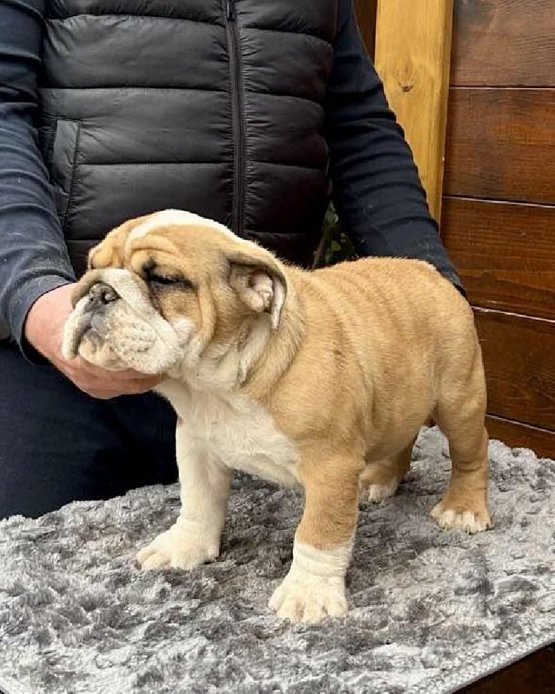 Engleski buldog Slika 