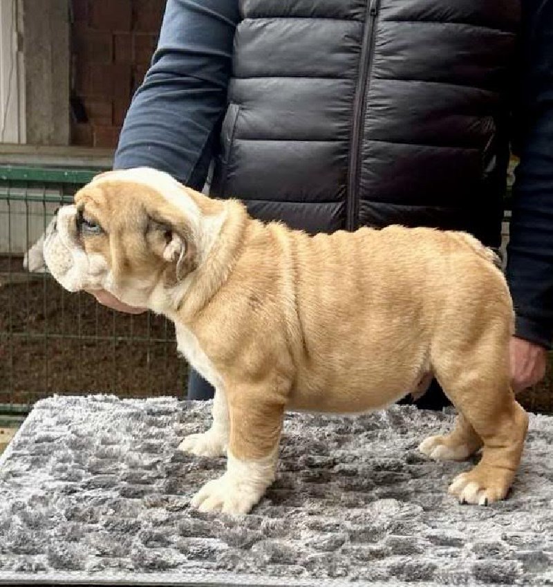 Engleski buldog Slika 