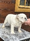 Engleski buldog potreba Kućni ljubimci