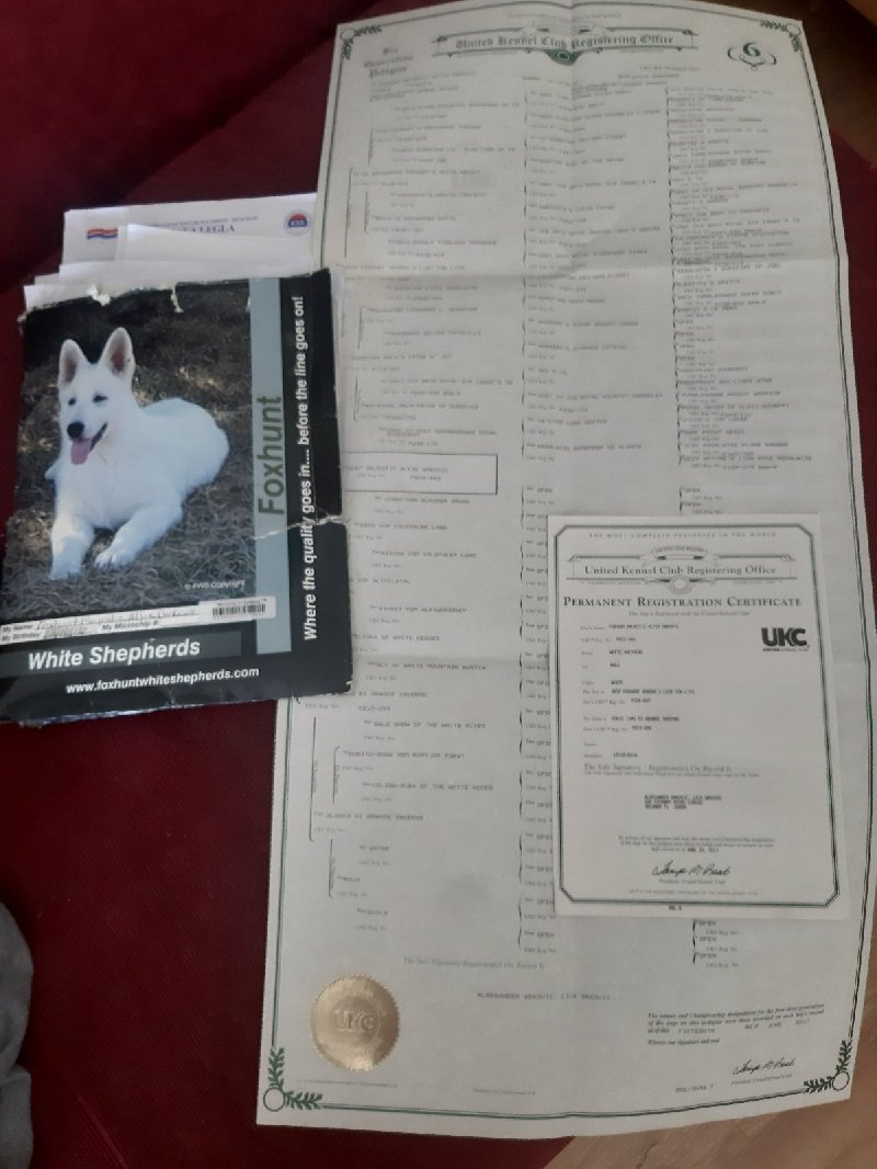 Beli švajcarski ovčar štenci Slika 