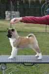 Američka akita ponuda Kućni ljubimci