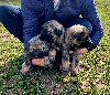 Šarplaninci potreba Kućni ljubimci