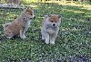 Japanska Akita ponuda Kućni ljubimci