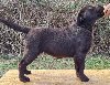 Labrador retriver čokoladni štenci ponuda Kućni ljubimci