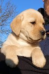 Labrador - žuto i crno leglo ponuda Kućni ljubimci