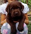 Labrador retriver, čokoladni štenci ponuda Kućni ljubimci Labrador retriver, čokoladni štenci ponuda Kućni ljubimci