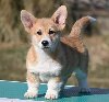 Velski korgi/Welsh Corgi Pembroke ponuda Kućni ljubimci