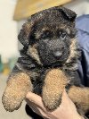 Nemački Ovčar štenci ponuda Kućni ljubimci Nemački Ovčar štenci ponuda Kućni ljubimci