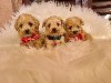 Mini Maltipoo PRELEPI štenci potreba Kućni ljubimci Mini Maltipoo PRELEPI štenci potreba Kućni ljubimci