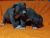 American bully XL potreba Kućni ljubimci