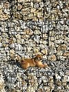 Shiba inu povoljno ponuda Kućni ljubimci