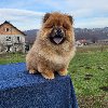 Čau Čau Chow Chow Štenci ponuda Kućni ljubimci