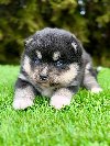 Pomsky- pomski, patuljasti i mini potreba Kućni ljubimci
