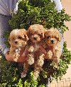 Preslatki maleni MALTIPOO stenci, ponuda Kućni ljubimci