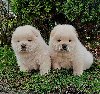 Chow chow potreba Kućni ljubimci