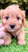 Cavapoo- kavapoo (cavalier + toy pudla) ponuda Kućni ljubimci
